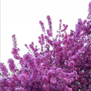 Meet your Posher, Iman